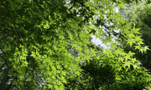 原创 
            12级台风夜袭三亚！游客都不敢冒头，而这些保命措施必须知道