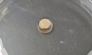 实验室里长出目前最大尺寸“人造心脏”